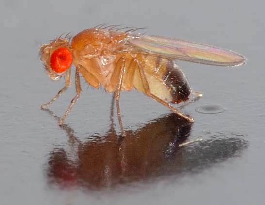 A close-up side-view photograph of a Drosophila melanogaster fruit fly, its compound eye, antennae, and bristled thorax in sharp focus against a plain background