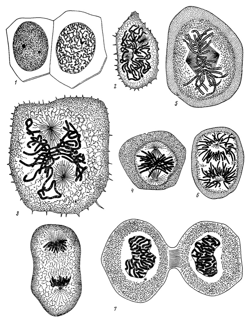A seven-panel 1882 scientific plate by Walther Flemming showing successive stages of a single cell dividing in two, with dark thread-like chromosomes pulling apart between star-shaped spindles