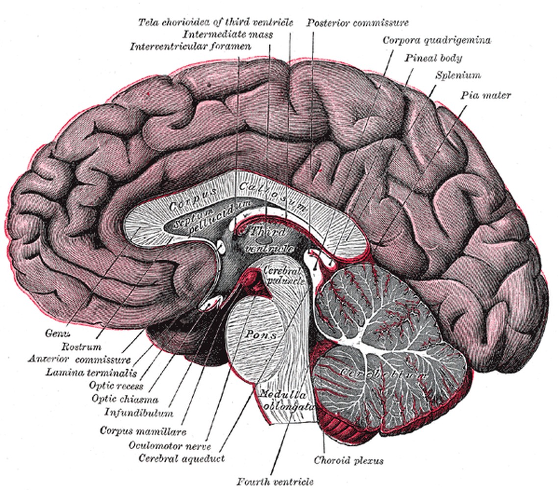 A 19th-century anatomical engraving of a mid-sagittal section of the human brain, showing the folded cerebral cortex above and the distinctive branching, tree-like structure of the cerebellum below
