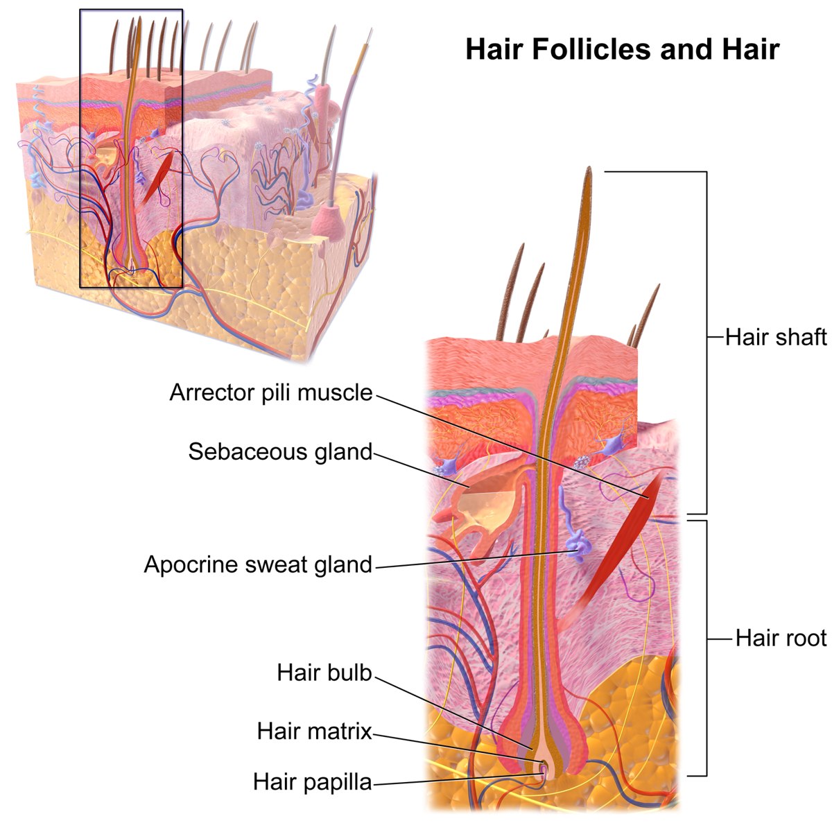 A labeled color anatomical diagram of a hair follicle in cross-section, showing the hair shaft rising through layers of skin to the bulb and dermal papilla at its base, surrounded by a sebaceous gland and arrector pili muscle