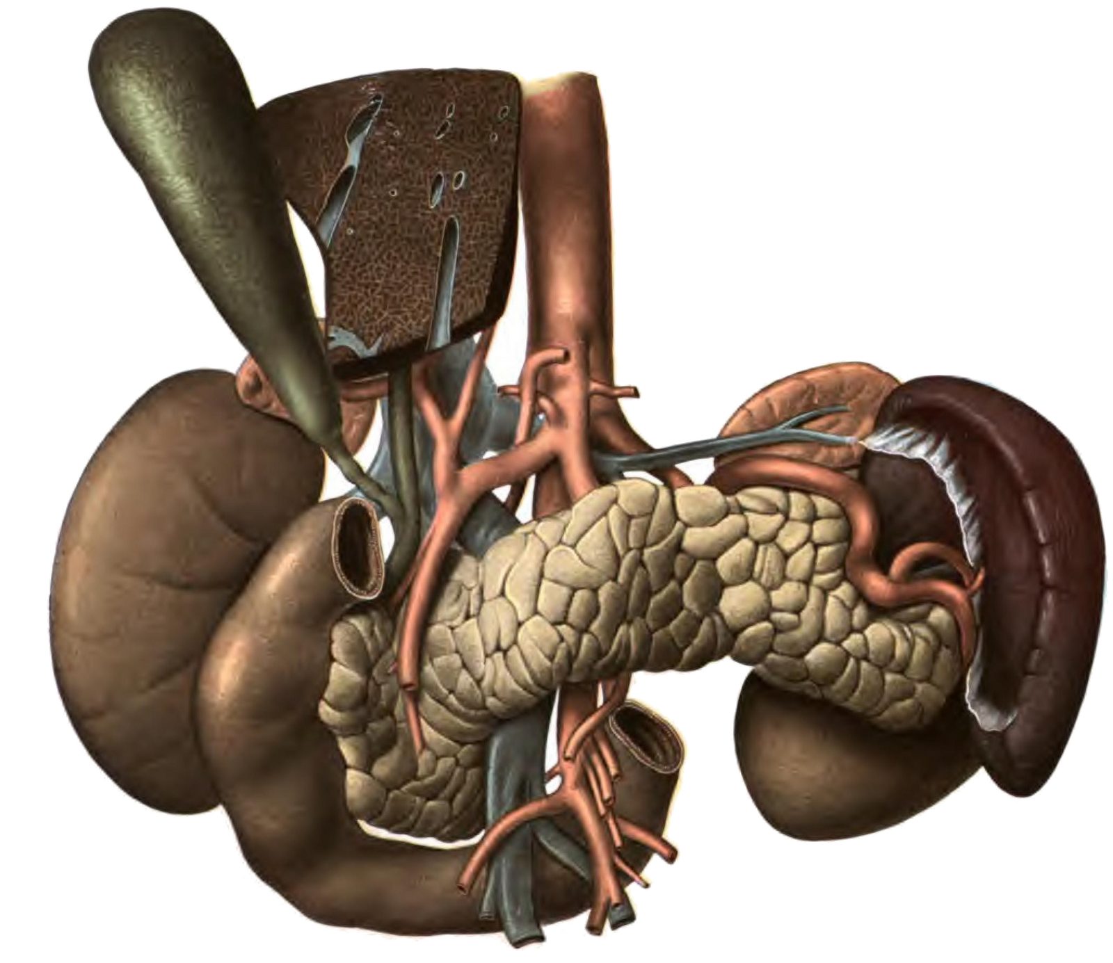 A 1906 colour anatomical plate showing the pancreas as a lobulated pale-yellow organ lying across the spine between the two kidneys, with the duodenum curled around its head, the spleen at the right, and the liver and gall bladder above