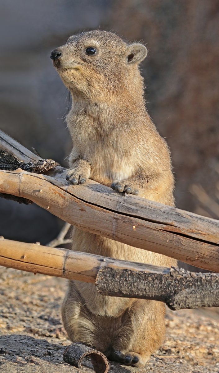 A rock hyrax, a stout brown mammal about the size of a rabbit with small rounded ears, short legs and no visible tail, sitting upright on a sunlit rock.
