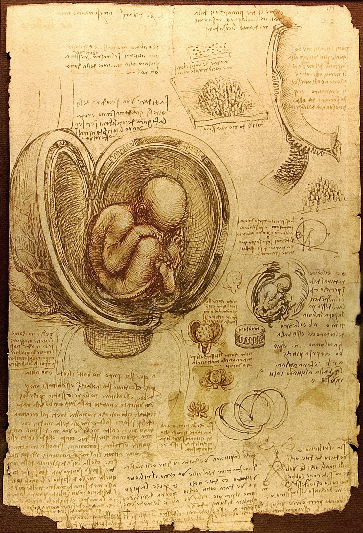 A worn sheet of paper covered in red-chalk and ink drawings: a foetus curled inside a uterus drawn peeled open in layers, smaller studies of a second foetus, round placental structures and a cross-section of the uterine wall, with dense mirror-writing filling the page