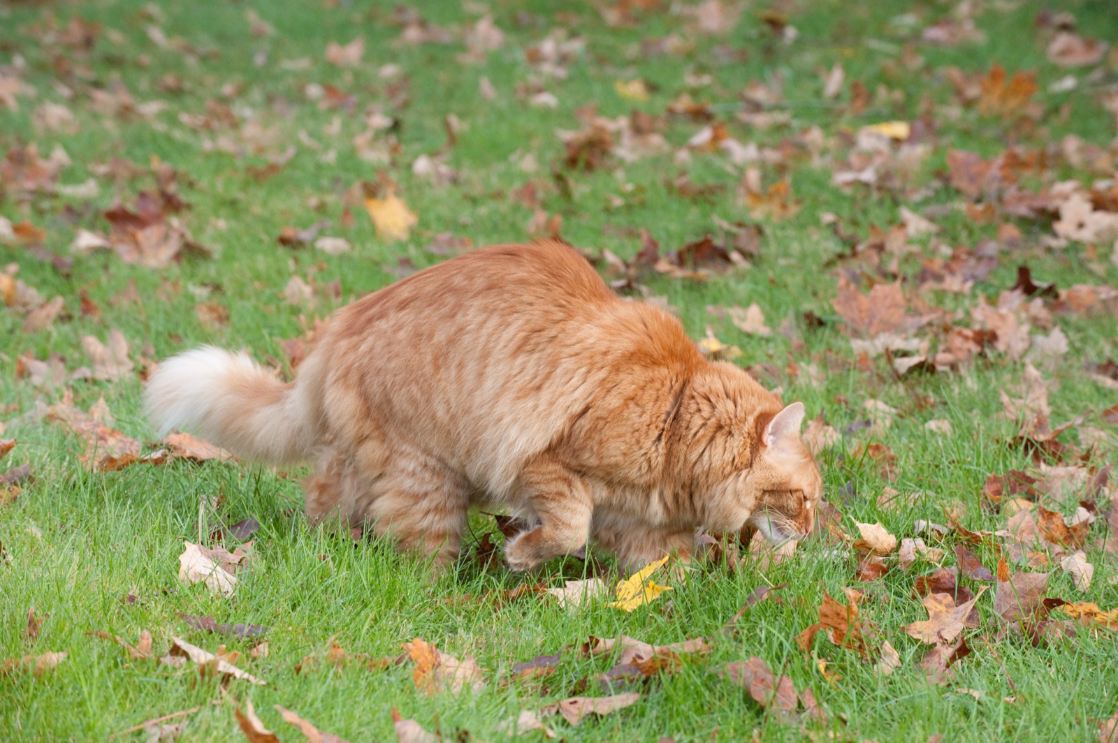 A long-haired ginger cat crouched low on autumn grass scattered with fallen brown leaves, head down and nose almost touching the ground, tail held out behind it, concentrating on a scent trail